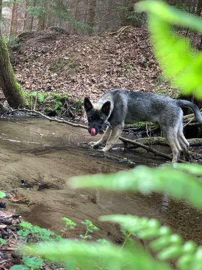 Dogorama-Monats-Challenge-Mai "Wasser"-Beitrag-Bild