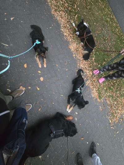 Hundetreffen-Social Walk-Bild