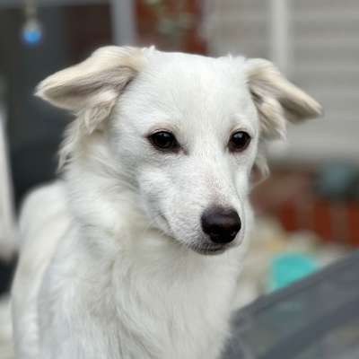 Hundetreffen-🐾 Gassi- & Spielpartner für Snow gesucht 🐾-Bild