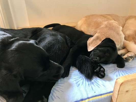 Labradorfans-Beitrag-Bild