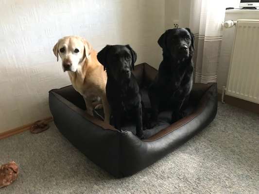 Labradorfans-Beitrag-Bild