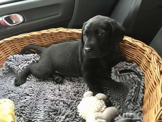 Welpenfotos-Beitrag-Bild