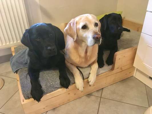 Dogorama Photo Challenge - Hundeblick zum hinschmelzen-Beitrag-Bild