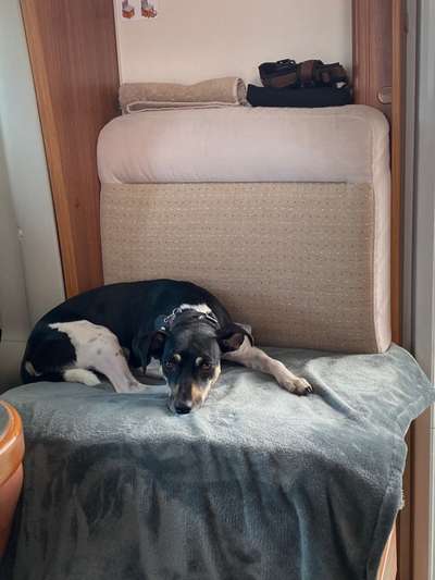 Ratonero Bodeguero Andaluz-Beitrag-Bild