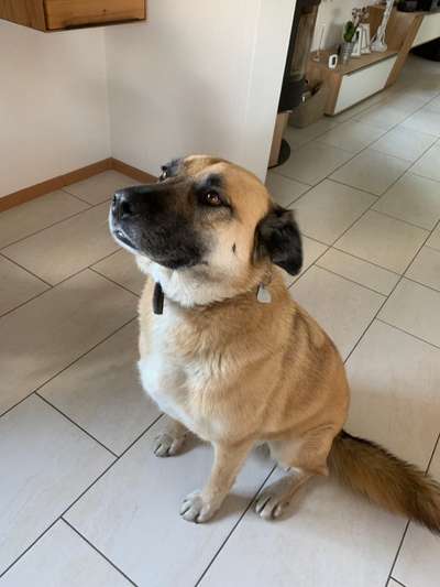 Kangal Fans ! ! ! !-Beitrag-Bild