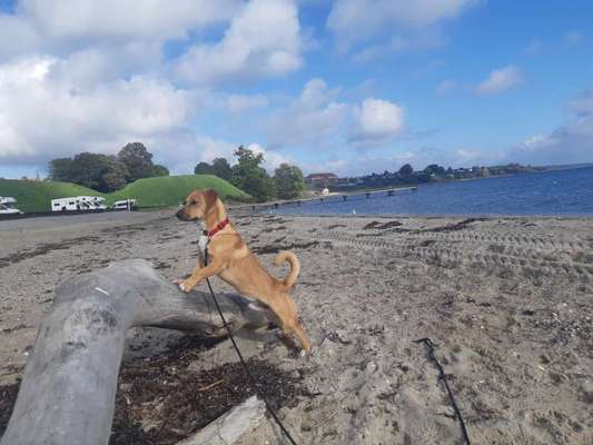 Hundetreffen-Rumtoben & Spazierengehen-Bild