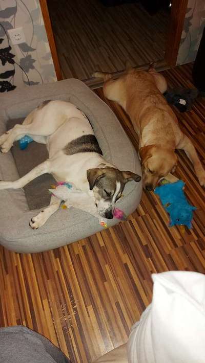 Labradorfans-Beitrag-Bild