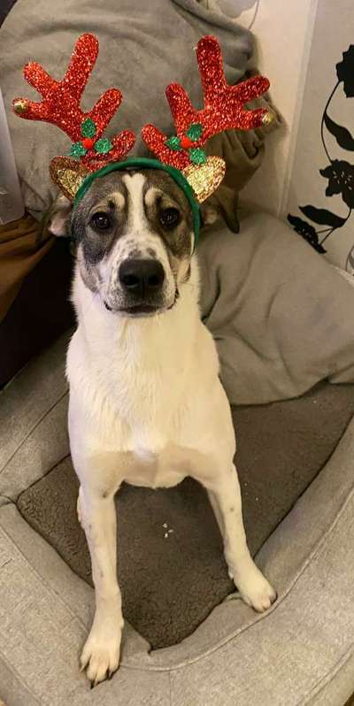 Challenge Nr. 8  Dein Hund im Weihnachtslook-Beitrag-Bild