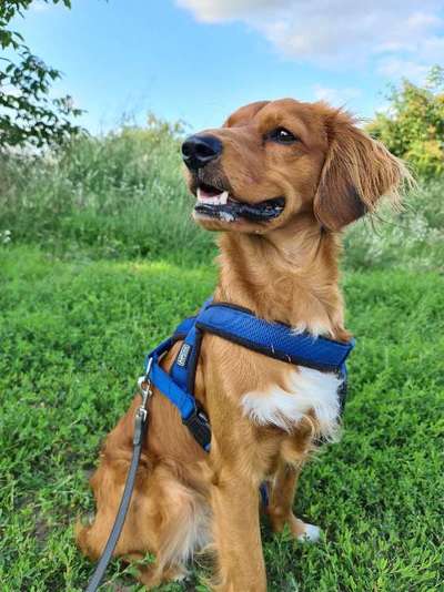 Die Dogorama Kalender Challenge 4/4-Beitrag-Bild