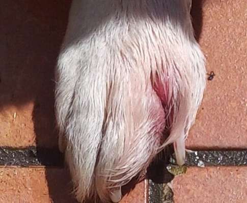 Entzündete Pfote-Beitrag-Bild