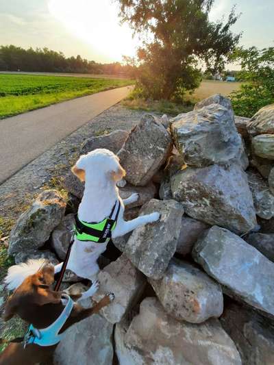 Hunde vom Tierschutzverein 🐕♥️-Beitrag-Bild