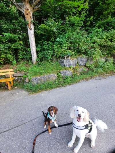 Hunde vom Tierschutzverein 🐕♥️-Beitrag-Bild