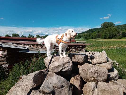 Die Dogorama Kalender Challenge 4/4-Beitrag-Bild