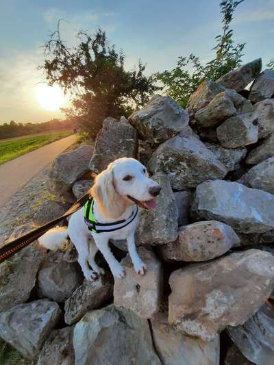 Hunde vom Tierschutzverein 🐕♥️-Beitrag-Bild