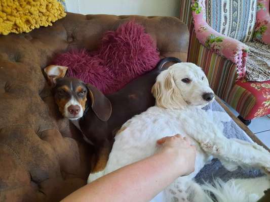 Seltene Rassen!-Beitrag-Bild