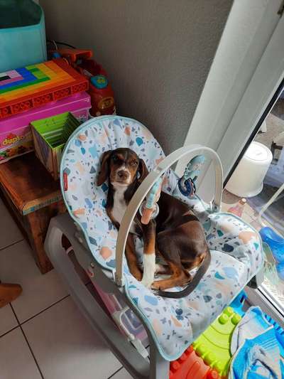 Hunde vom Tierschutzverein 🐕♥️-Beitrag-Bild