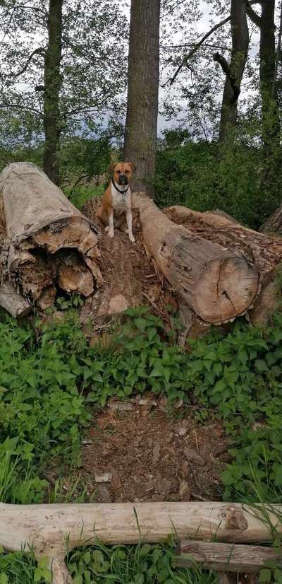 Boxer ???-Beitrag-Bild