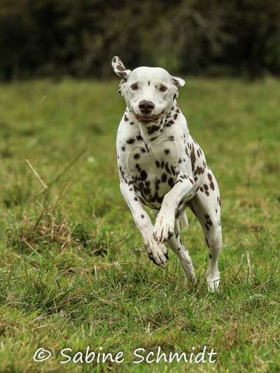 Unsere Fellnasen im Regenbogenland-Beitrag-Bild