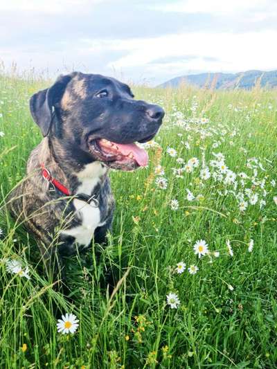 Die Dogorama Monats Challenge "Es grünt und blüht"-Beitrag-Bild