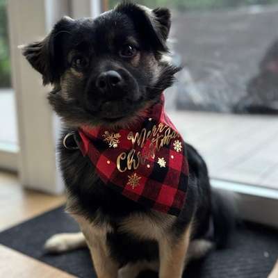 Hundetreffen-Suchen Lauf & Spielfreunde für unseren Cimo-Bild