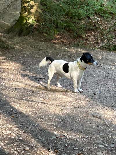 Wie heißt dein Hund?-Beitrag-Bild