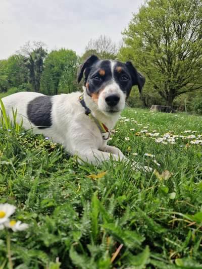 Wie kamst du zu deinem Hund?-Beitrag-Bild