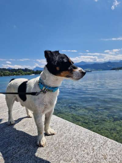 Wo sind die Jack und Parson Russell Terrier?-Beitrag-Bild