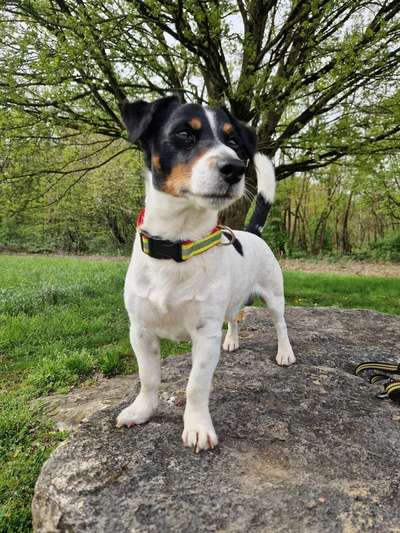 Wie kamst du zu deinem Hund?-Beitrag-Bild