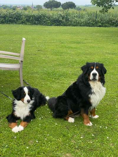 Berner Sennen-Beitrag-Bild