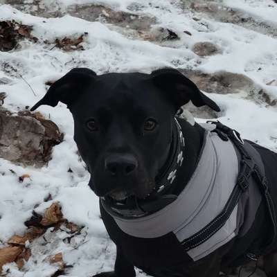 Hundetreffen-Husum Messegelände Personen Suchhunde mal mit Hund ausprobieren