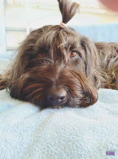 Auslandstierschutz-Beitrag-Bild