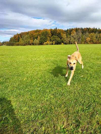 Hundetreffen-Trainingspartner für Hundebegegnungen und gemeinsame Spaziergänge-Bild