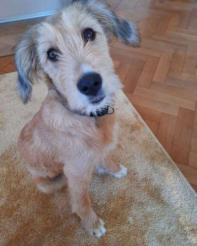 Hunde vom Tierschutzverein 🐕♥️-Beitrag-Bild