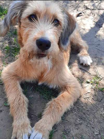 Die besten Hundeblicke 🐾❤️-Beitrag-Bild