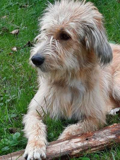 Mischlingshunde Foto Aufruf-Beitrag-Bild