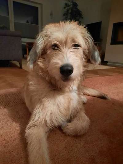 Mischlingshunde Foto Aufruf-Beitrag-Bild