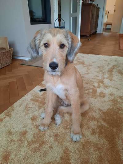 IW-Besitzer zum Austausch gesucht! Am besten im Raum HD-Beitrag-Bild