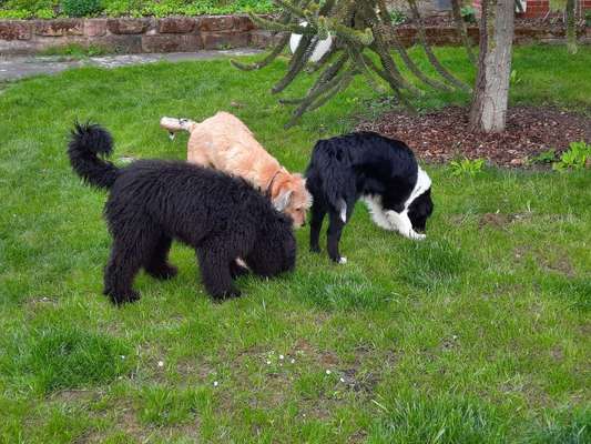 Dogorama Bekanntschaften/Freundschaften-Beitrag-Bild