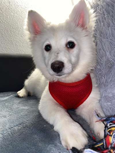 Welpen Bilder !-Beitrag-Bild