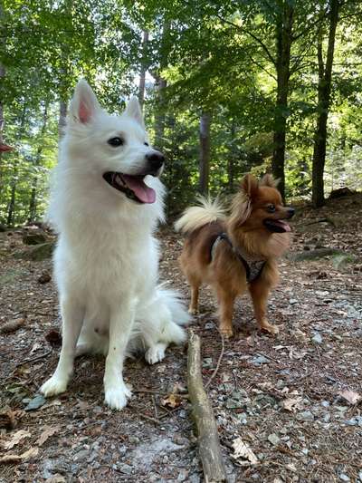 Spitz--Zwergspitz--kleinspitz---mittelspitz----Großspitz--Wolfsspitz-Beitrag-Bild