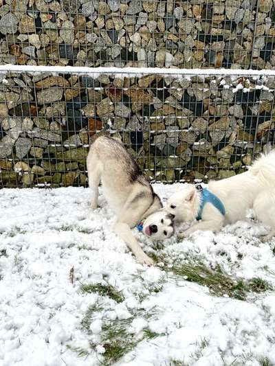 Dogorama Photo Challenge - Spielgesicht-Beitrag-Bild