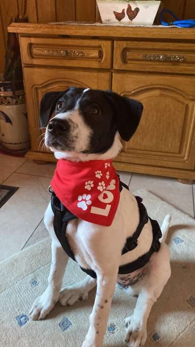 Auslandstierschutz-Beitrag-Bild