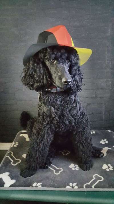 Zeigt her eure Pudel und Pudelmischlinge (:-Beitrag-Bild