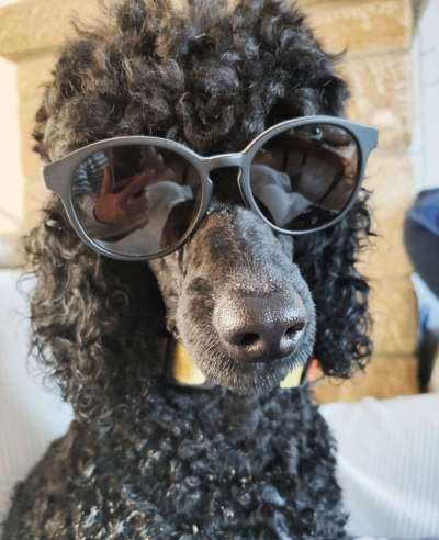 Die Dogorama Kalender Challenge 4/4-Beitrag-Bild