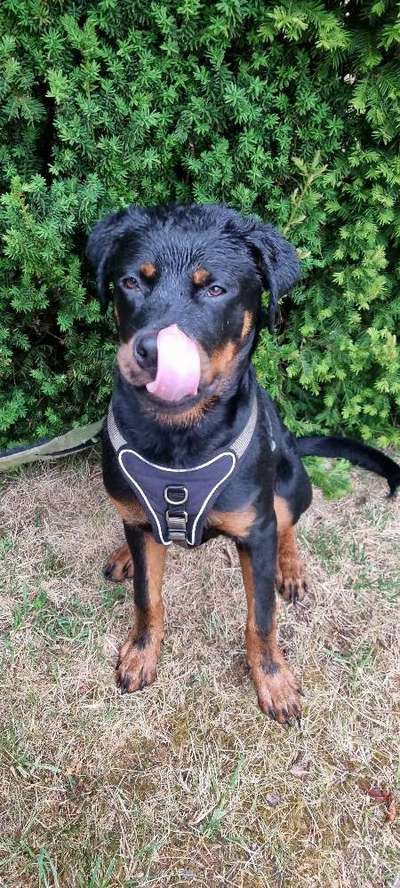 Tongue Out Tuesday-Beitrag-Bild