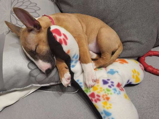 Miniatur Bull Terrier-Beitrag-Bild