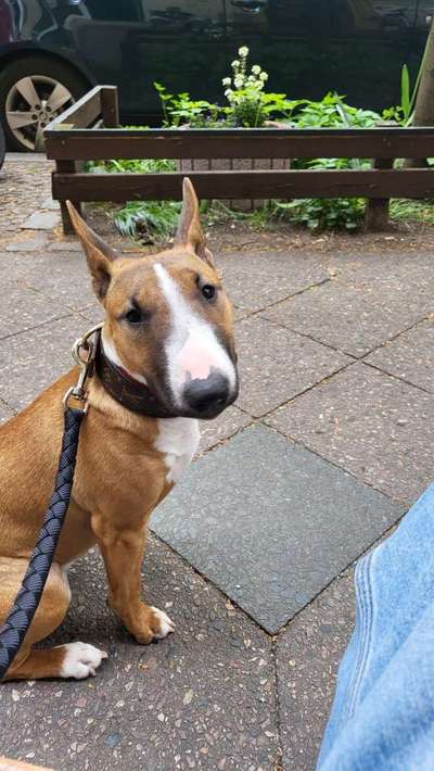 Miniatur Bull Terrier-Beitrag-Bild