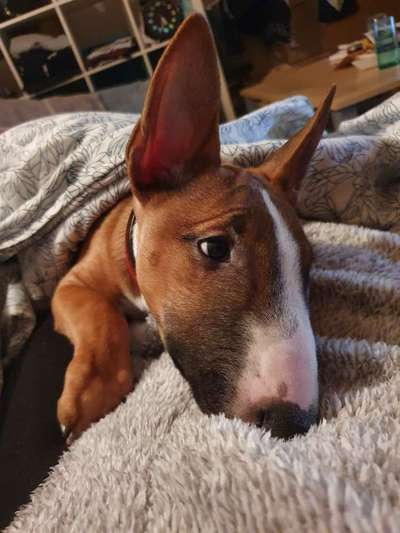 Miniatur Bull Terrier-Beitrag-Bild