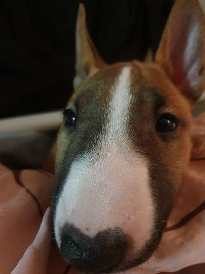 Miniatur Bull Terrier-Beitrag-Bild