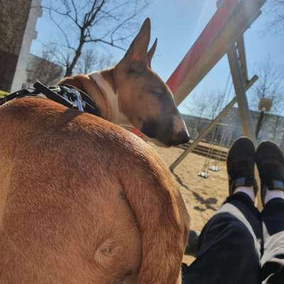 Miniatur Bull Terrier-Beitrag-Bild